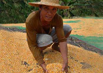 Simulating impacts of El Niño and climate change on corn yield in Isabela, Philippines