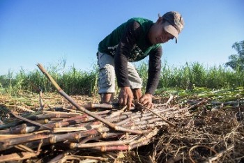 Simulating Impacts of ENSO and Climate Change on Sugar Cane Production in Negros Occidental Province, Philippines
