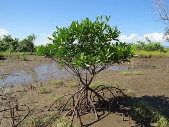Perceptions of Typhoon Haiyan affected communities about the resilience and storm protection function of mangrove ecosystems in Leyte and Eastern Samar, Philippines