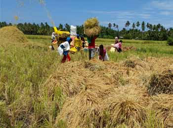 Philippine Institutions and Complex Institutional arrangements for Climate Change Adaptation in Agriculture