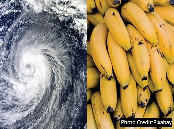 Characterizing the risk and impacts of tropical cyclones on banana production in the Philippines