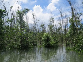 Vegetation resistance and regeneration potential of Rhizophora, Sonneratia and Avicennia in the Typhoon Haiyan-affected mangroves in the Philippines: Implications on rehabilitation practices
